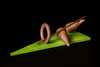 Hoopla 20x62x39 cm